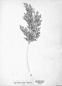 Cryptogramma crispa image